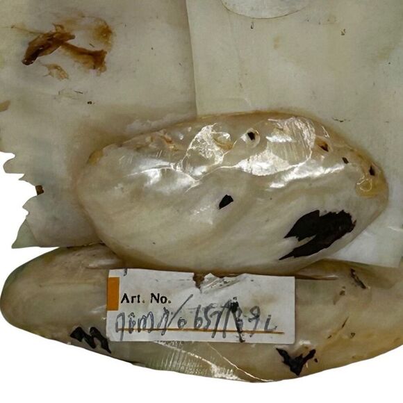 NWT Handcarved Tourist Mother Of Pearl Flamingo Deco Shell Art Multicolor Signed - Picture 10 of 14